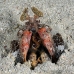 shirmp_mantis_c_gb_h_0025_kom0139.jpg